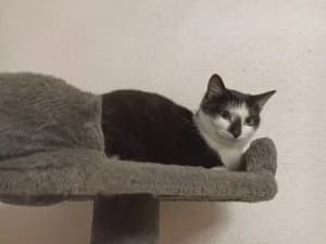 SELENE – minette discrète (née le 25/05/2025), female puppy European Shorthair for adoption at Association Galia (Vendée), Paris (Nationwide)