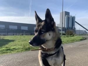 SHAIKA – femelle x berger allemand née le 24/11/2021, female 4yo German Shepherd for adoption at Association Galia (Vendée), Paris (Nationwide)