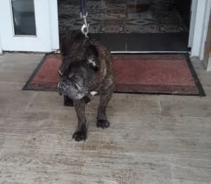 SIMBA- Bouledogue français (né le 23/03/2014), male senior Mixed Breed for adoption at Association Galia (Vendée), Paris (Nationwide)