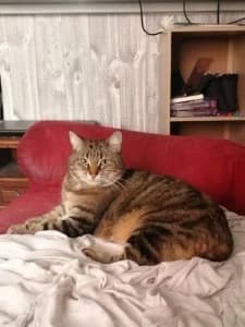 SWEETIE -discrète (née le 25/04/2021), female 5yo European Shorthair for adoption at Association Galia (Vendée), Paris (Nationwide)