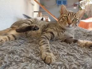 TOM – calme (né le 01/01/2023), male 3yo European Shorthair for adoption at Association Galia (Vendée), Paris (Nationwide)