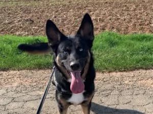 VEIKO – Mâle X husky né le 25/04/24, female young Persian for adoption at Association Galia (Vendée), Paris (Nationwide)