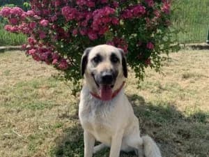 VOLGA Berger d’Anatolie, née le 07/04/2024, female young Mixed Breed for adoption at Association Galia (Vendée), Paris (Nationwide)