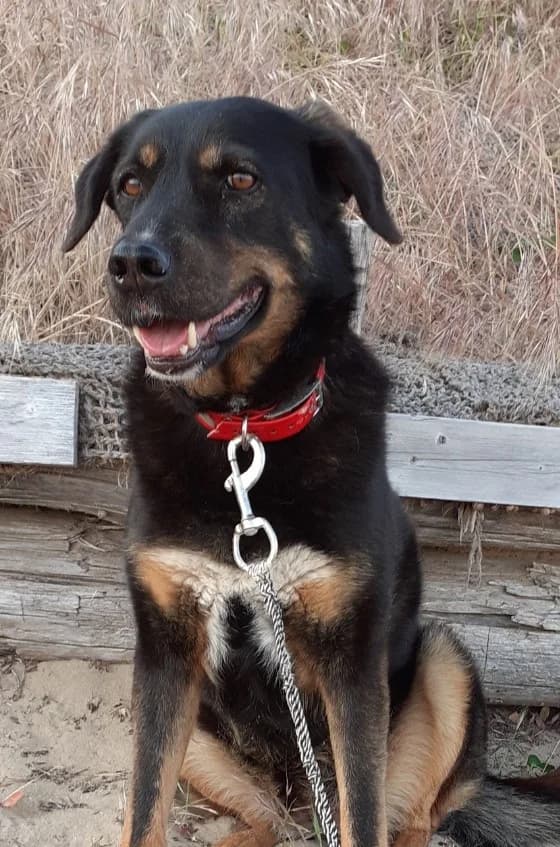 VRONI (née le 06.03.2014), female senior Mixed Breed for adoption at Association Galia (Vendée), Paris (Nationwide)