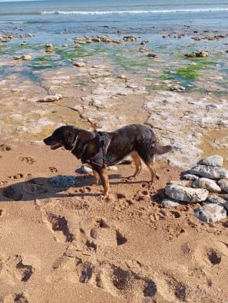 VRONI (née le 06.03.2014), female senior Mixed Breed for adoption at Association Galia (Vendée), Paris (Nationwide)