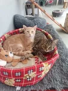 WILLY -roux- timide (né le 01/04/2024), male young European Shorthair for adoption at Association Galia (Vendée), Paris (Nationwide)