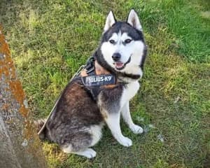 YOKO Husky né le 01/04/2020, female 6yo Husky for adoption at Association Galia (Vendée), Paris (Nationwide)