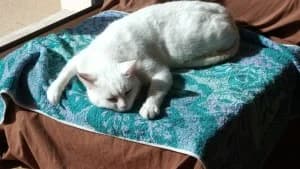 YUKI – blanche (née le 01/09/2019), female 6yo European Shorthair for adoption at Association Galia (Vendée), Paris (Nationwide)