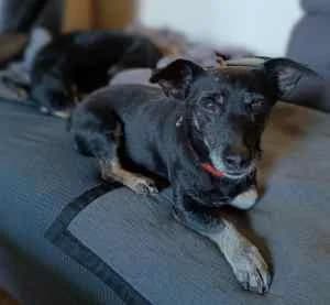 ZOUKY – né le 01/08/2013, female senior mixed breed for adoption at Association Galia (Vendée), Paris (Nationwide)