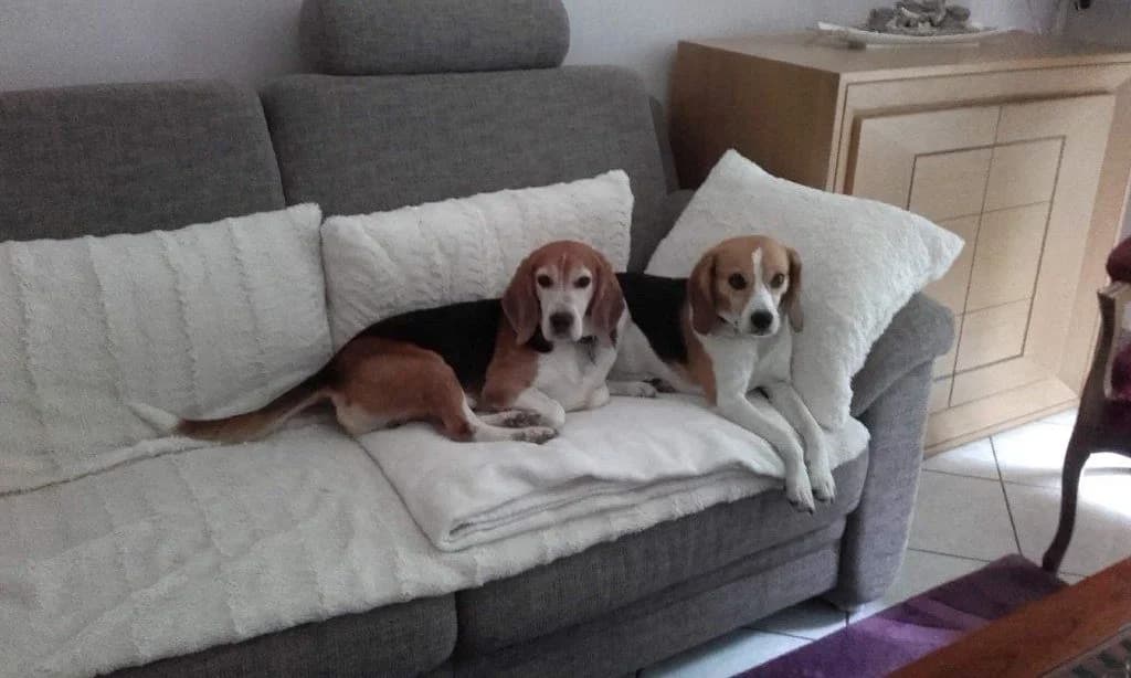 Échos des adoptés : Des nouvelles de Marley et Lana, Mixed Breed for adoption at Association GRAAL (Groupement de Réflexion et d