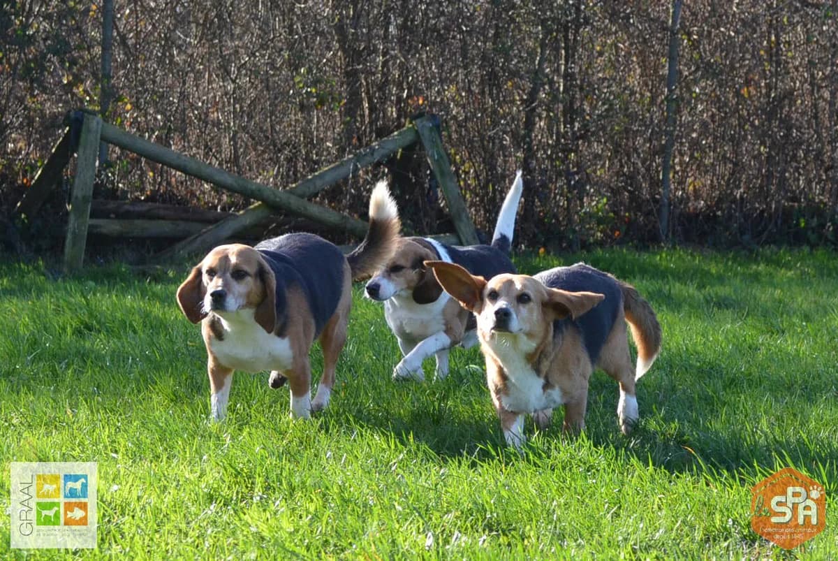 Les réhabilitations en cours en janvier 2019, male puppy Mixed Breed for adoption at Association GRAAL (Groupement de Réflexion et d, Charenton-le-Pont