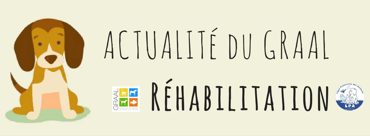 Actus réhabilitation : Chien et chiots de laboratoires, male Mixed Breed for adoption at Association GRAAL (Groupement de Réflexion et d