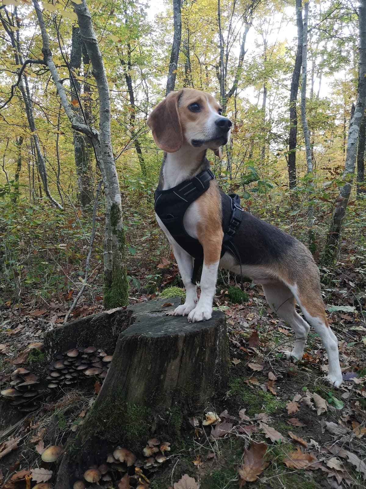 Nouvelle vie pour l’énergique Shenzi, male Mixed Breed for adoption at Association GRAAL (Groupement de Réflexion et d