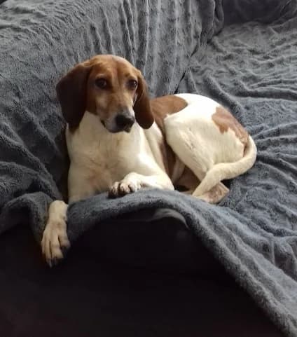 Une renaissance tardive pour Molly, Mixed Breed for adoption at Association GRAAL (Groupement de Réflexion et d