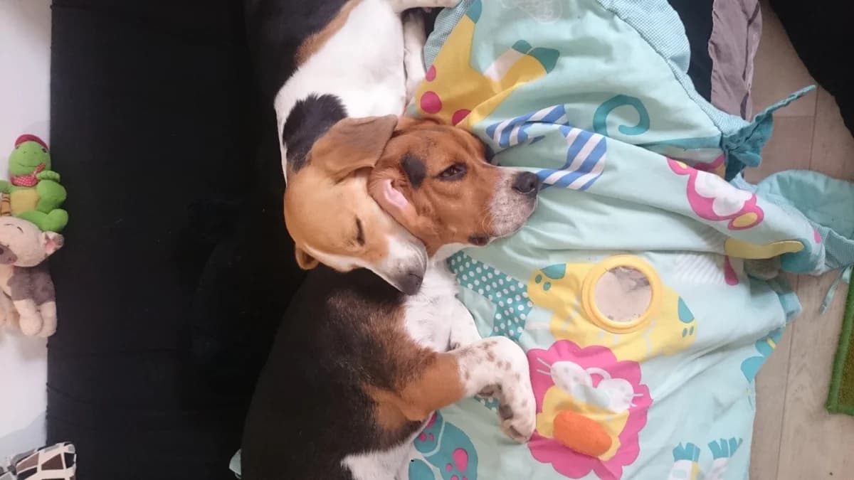 De magnifiques vacances pour Luna !, male Mixed Breed for adoption at Association GRAAL (Groupement de Réflexion et d