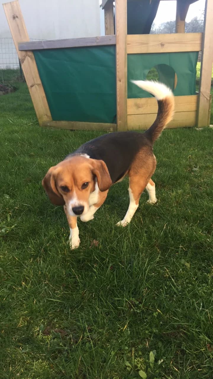 Tout va pour le mieux pour Magouille, male Mixed Breed for adoption at Association GRAAL (Groupement de Réflexion et d