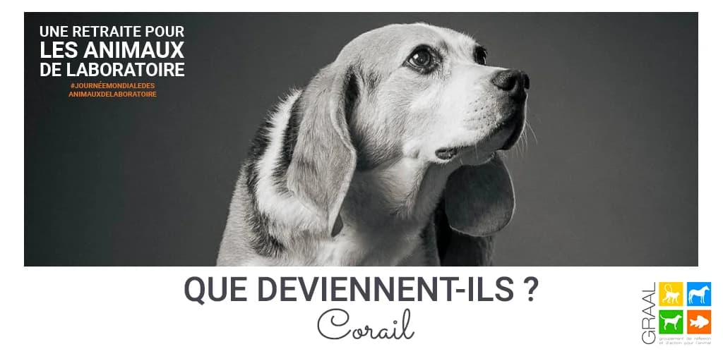 Corail, chien réhabilité par le GRAAL, Mixed Breed for adoption at Association GRAAL (Groupement de Réflexion et d
