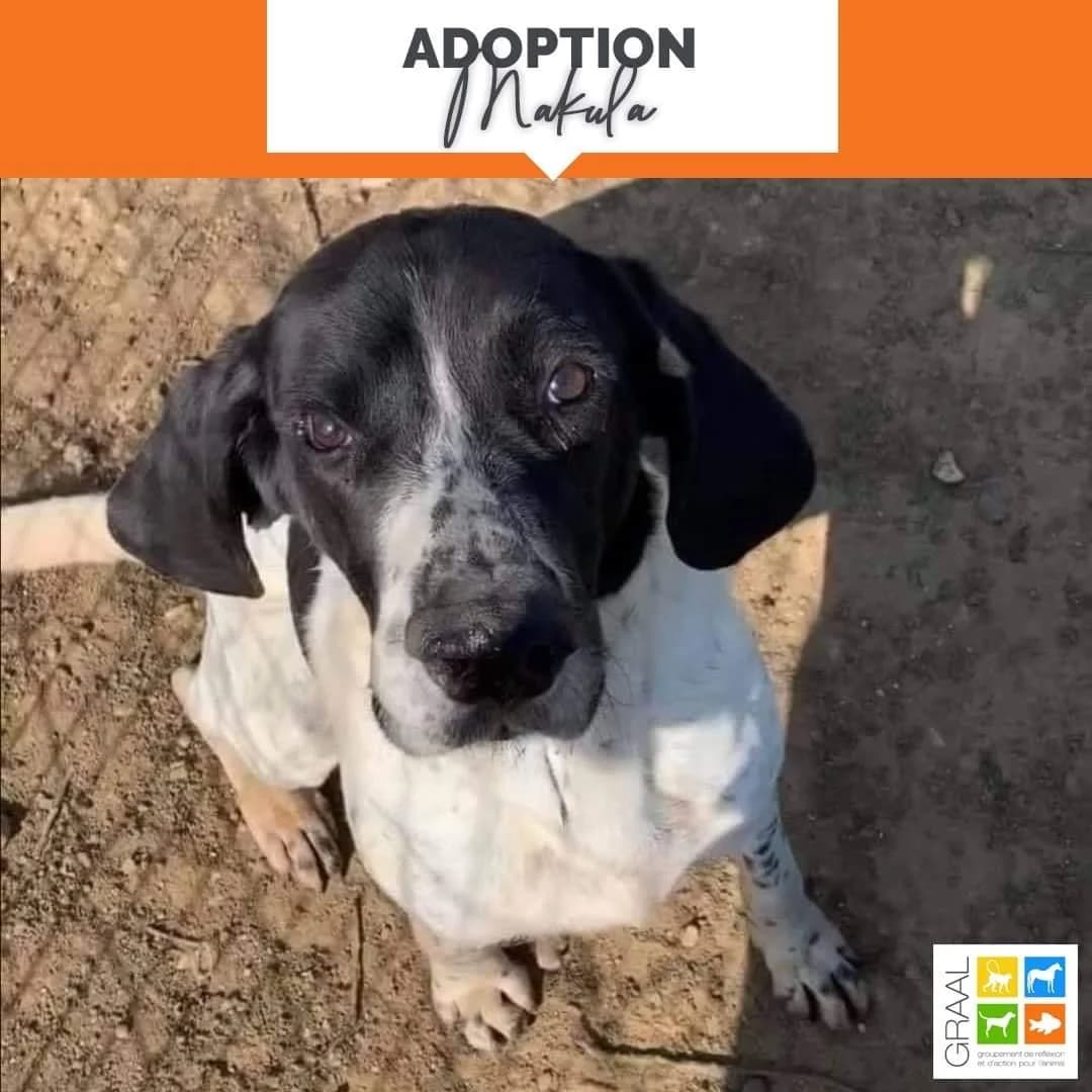 Makula à l’honneur !, male Mixed Breed for adoption at Association GRAAL (Groupement de Réflexion et d