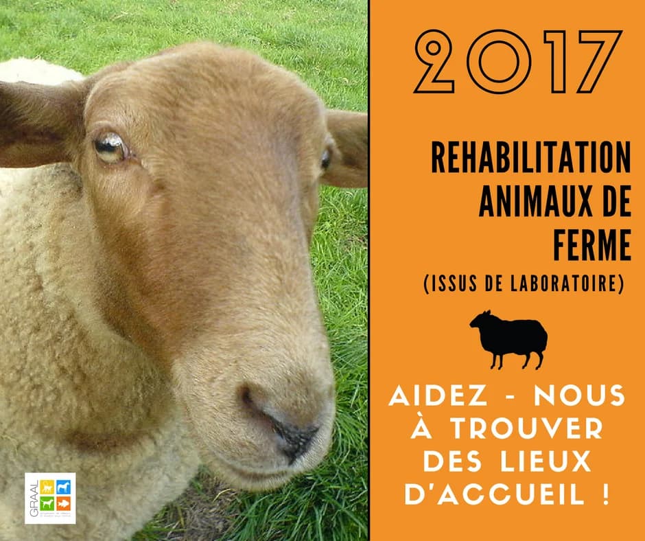 Chats, chiens, chevaux, animaux de ferme, primates…, male senior Mixed Breed for adoption at Association GRAAL (Groupement de Réflexion et d, Charenton-le-Pont