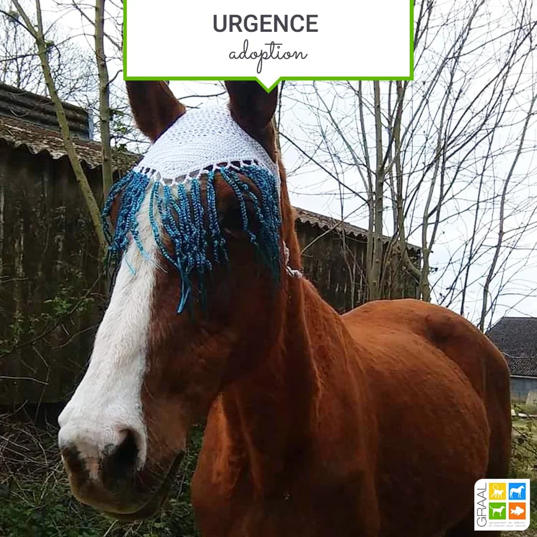 Urgence Adoption pour Harmonie, male Mixed Breed for adoption at Association GRAAL (Groupement de Réflexion et d