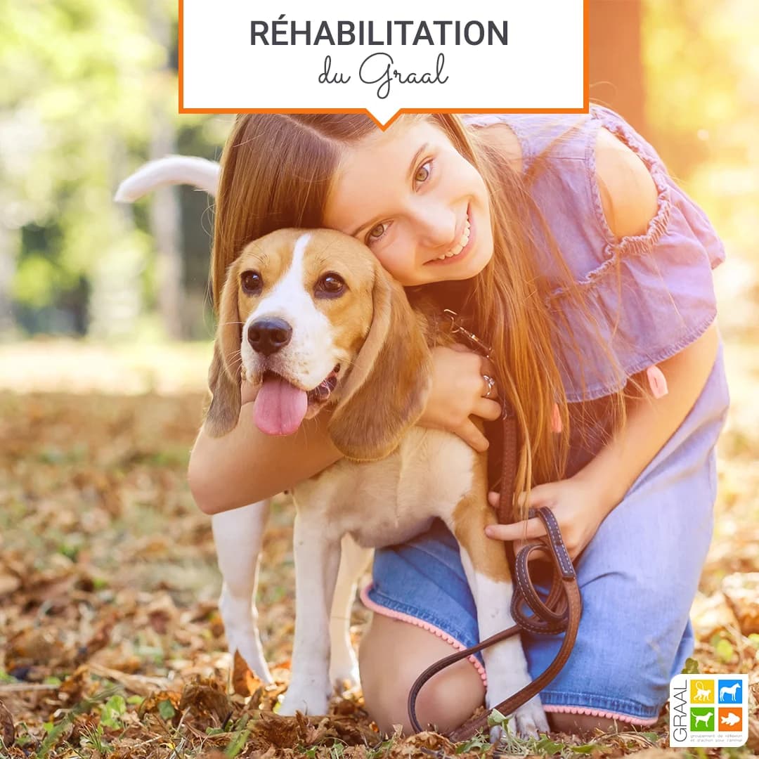 7 beagles retraités à adopter !, male Mixed Breed for adoption at Association GRAAL (Groupement de Réflexion et d