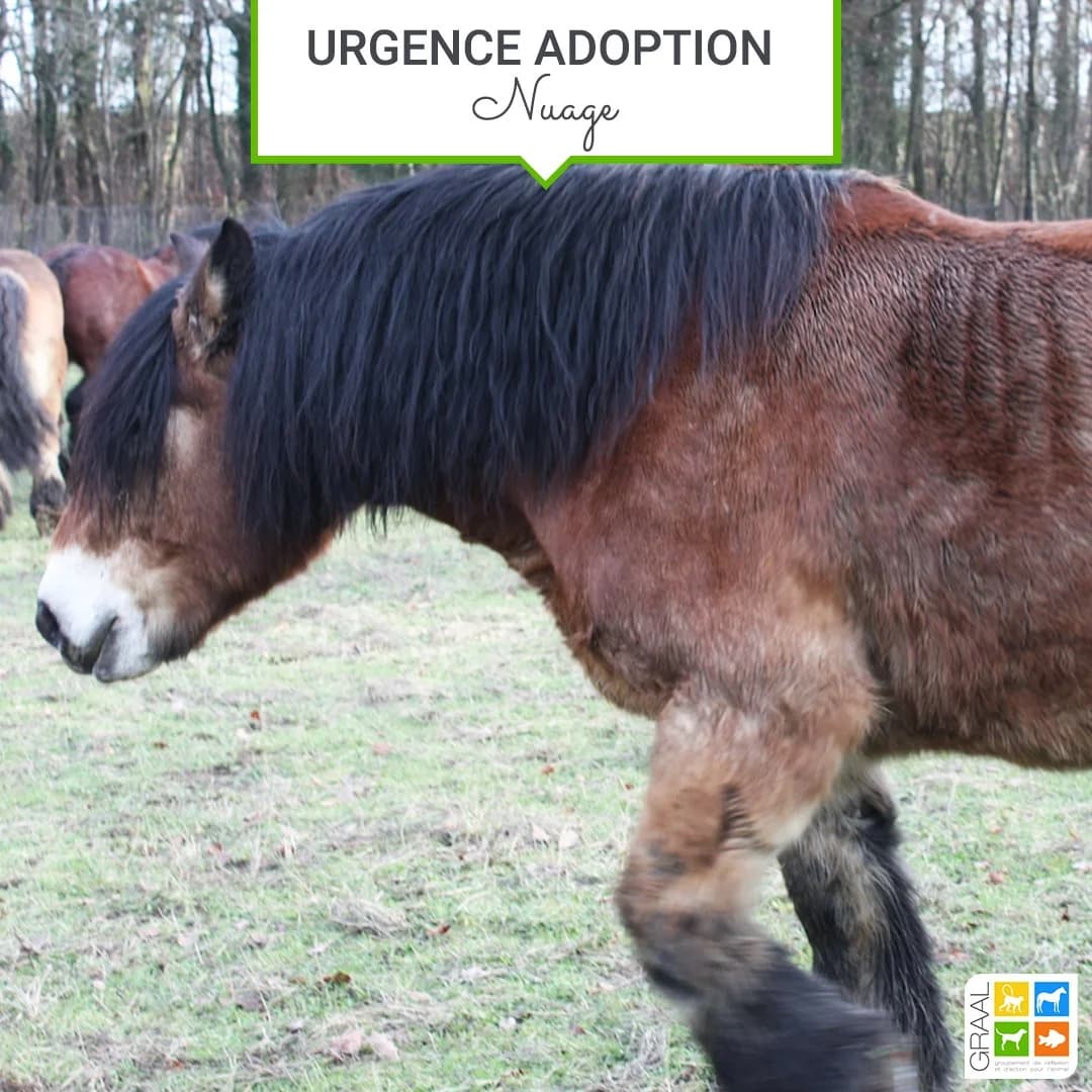 Urgence adoption chevaux, male Mixed Breed for adoption at Association GRAAL (Groupement de Réflexion et d
