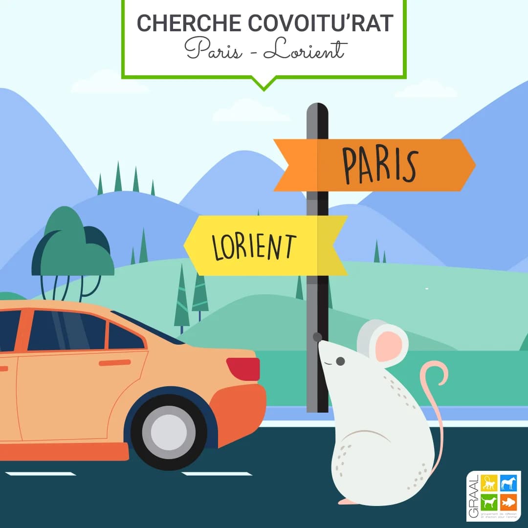 Covoitu’rat en direction de Lorient, male Mixed Breed for adoption at Association GRAAL (Groupement de Réflexion et d