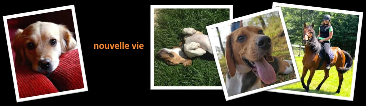 La vie après le labo – La nouvelle vie de Gabin, chien beagle, Mixed Breed for adoption at Association GRAAL (Groupement de Réflexion et d