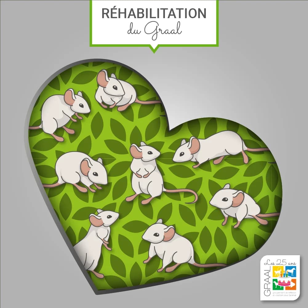 67 souris réhabilitées, Mixed Breed for adoption at Association GRAAL (Groupement de Réflexion et d, Charenton-le-Pont
