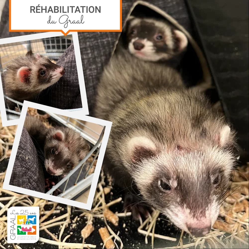 Sortie de laboratoire de deux furets, female 4yo Mixed Breed for adoption at Association GRAAL (Groupement de Réflexion et d, Charenton-le-Pont
