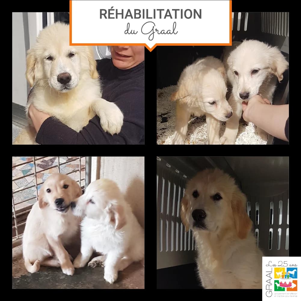 Sortie de laboratoire de 6 Golden Retriever, female puppy Mixed Breed for adoption at Association GRAAL (Groupement de Réflexion et d, Charenton-le-Pont