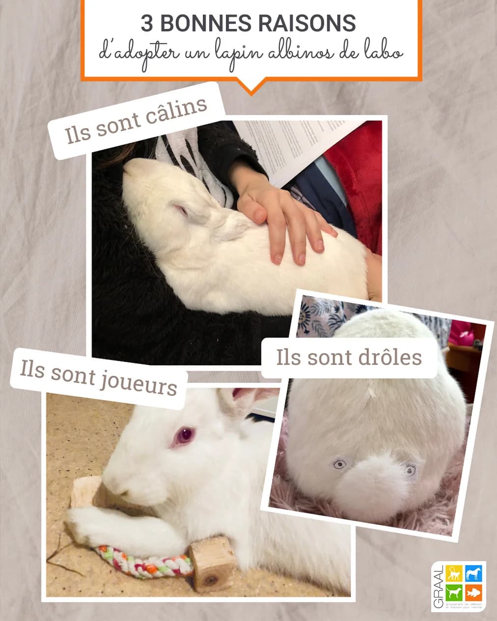Pourquoi adopter un lapin albinos, male Mixed Breed for adoption at Association GRAAL (Groupement de Réflexion et d, Charenton-le-Pont