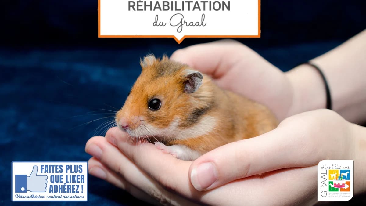 Sortie de laboratoire de 10 hamsters, Mixed Breed for adoption at Association GRAAL (Groupement de Réflexion et d, Charenton-le-Pont