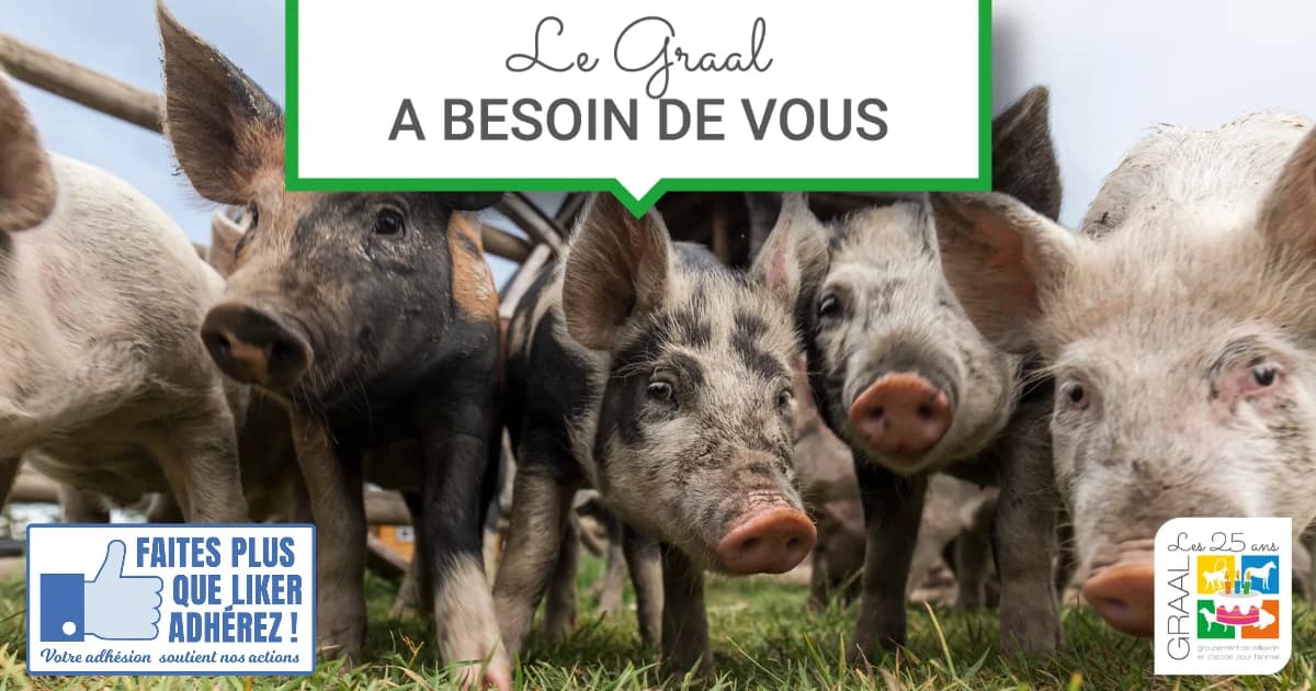Le GRAAL a besoin de vous, male Mixed Breed for adoption at Association GRAAL (Groupement de Réflexion et d, Charenton-le-Pont