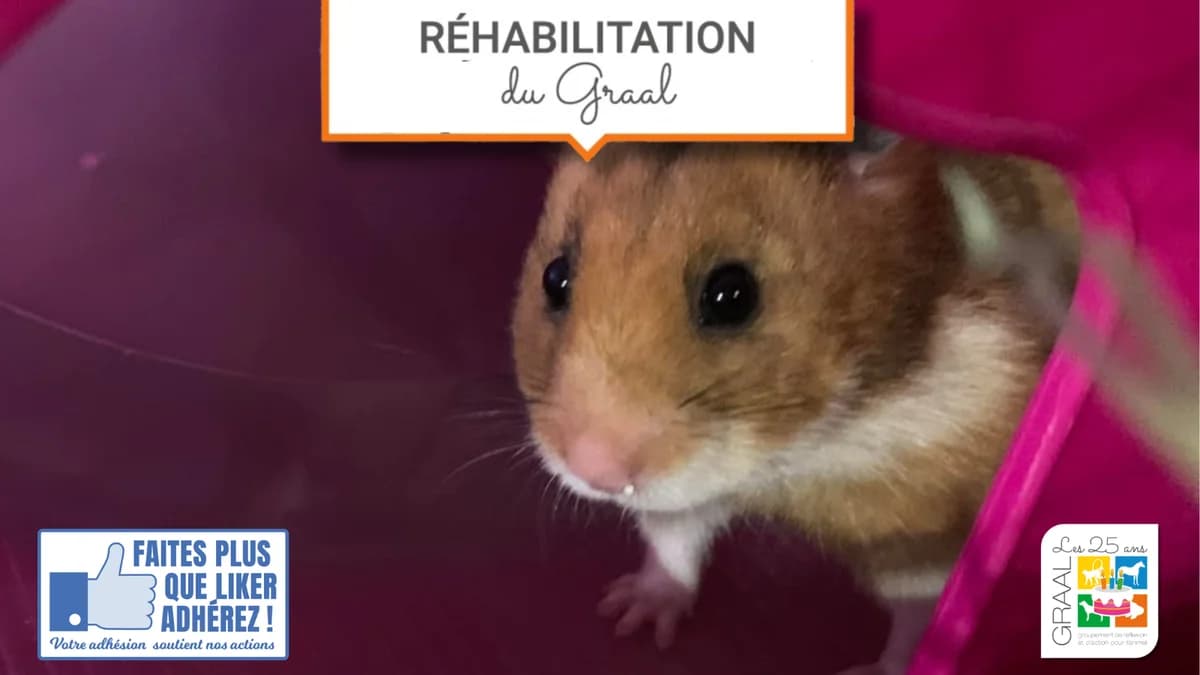 Sortie de laboratoire de 3 hamsters syriens, female puppy Mixed Breed for adoption at Association GRAAL (Groupement de Réflexion et d, Charenton-le-Pont