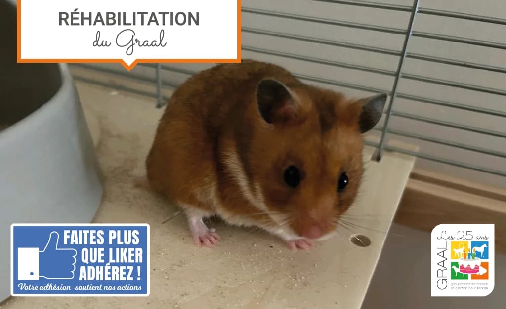 Sortie de laboratoire de 10 hamsters syriens, female Mixed Breed for adoption at Association GRAAL (Groupement de Réflexion et d, Charenton-le-Pont