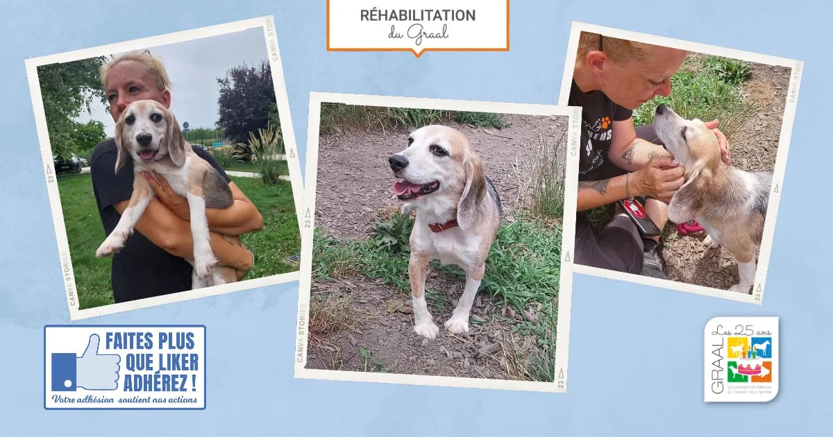 Sortie de laboratoire d’un beagle, 7yo Mixed Breed for adoption at Association GRAAL (Groupement de Réflexion et d, Charenton-le-Pont