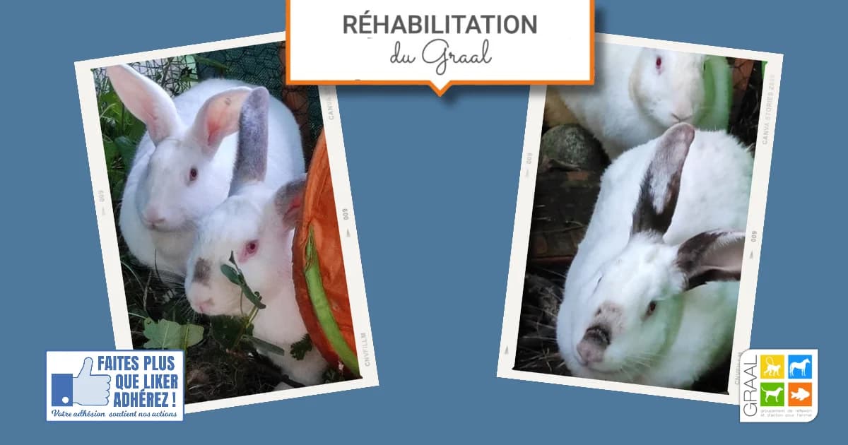 Sortie de labo de 6 lapins, male Mixed Breed for adoption at Association GRAAL (Groupement de Réflexion et d, Charenton-le-Pont