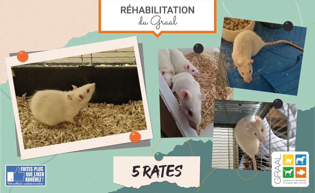 Nouvelle vie pour 5 rates, male 3yo Mixed Breed for adoption at Association GRAAL (Groupement de Réflexion et d, Charenton-le-Pont