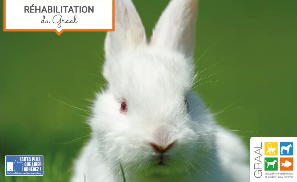 Sortie de laboratoire de 2 lapins, male Mixed Breed for adoption at Association GRAAL (Groupement de Réflexion et d, Charenton-le-Pont