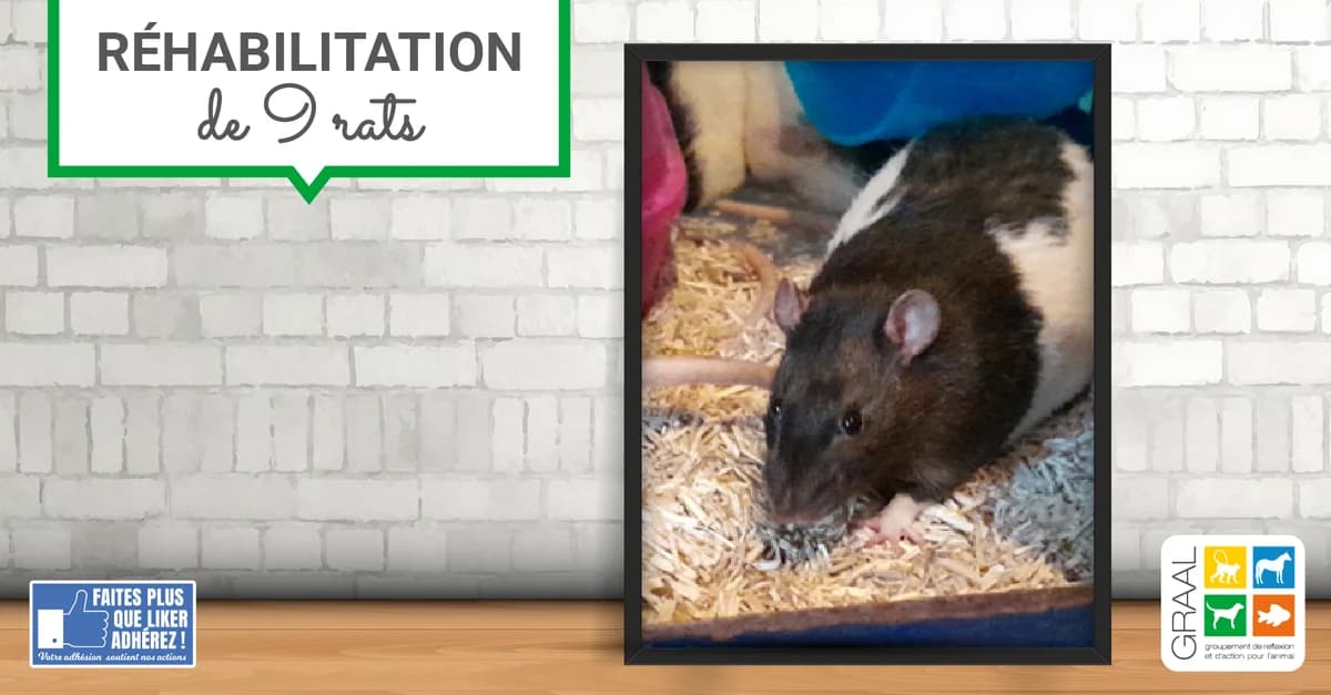 Sortie de laboratoire de 9 rats, male Mixed Breed for adoption at Association GRAAL (Groupement de Réflexion et d, Charenton-le-Pont