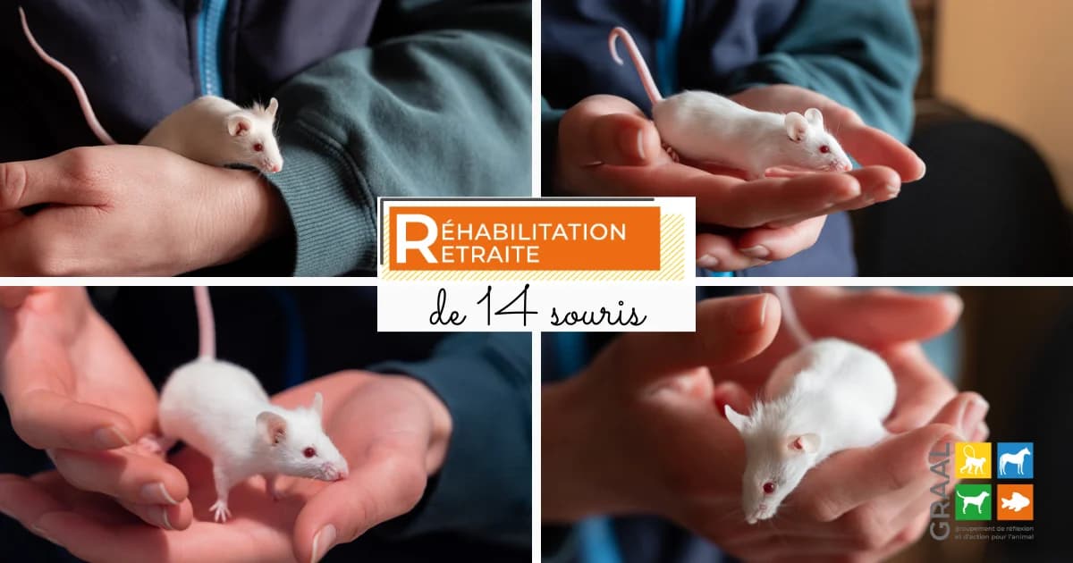 Sortie de laboratoire de 14 souris, male Mixed Breed for adoption at Association GRAAL (Groupement de Réflexion et d, Charenton-le-Pont