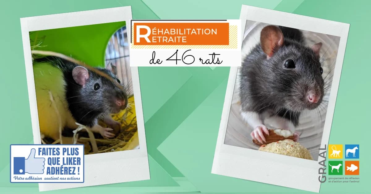 Sortie de 46 adorables rats, male puppy Mixed Breed for adoption at Association GRAAL (Groupement de Réflexion et d, Charenton-le-Pont