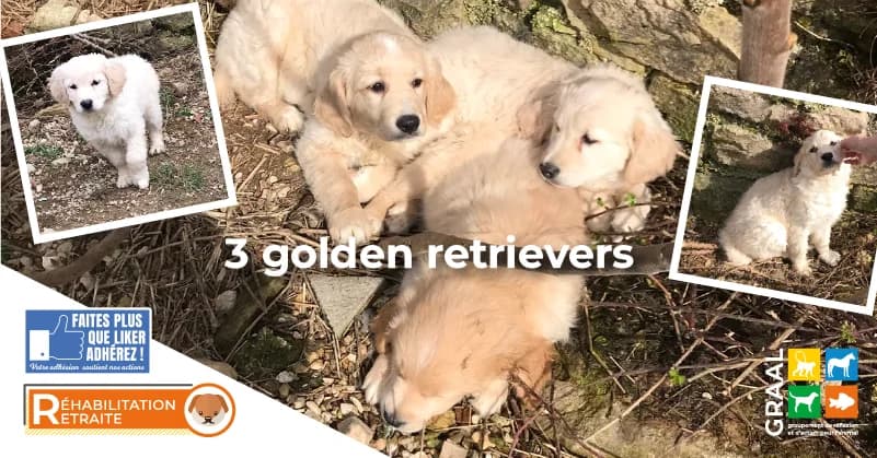 Sortie de 3 golden, male puppy Mixed Breed for adoption at Association GRAAL (Groupement de Réflexion et d, Charenton-le-Pont