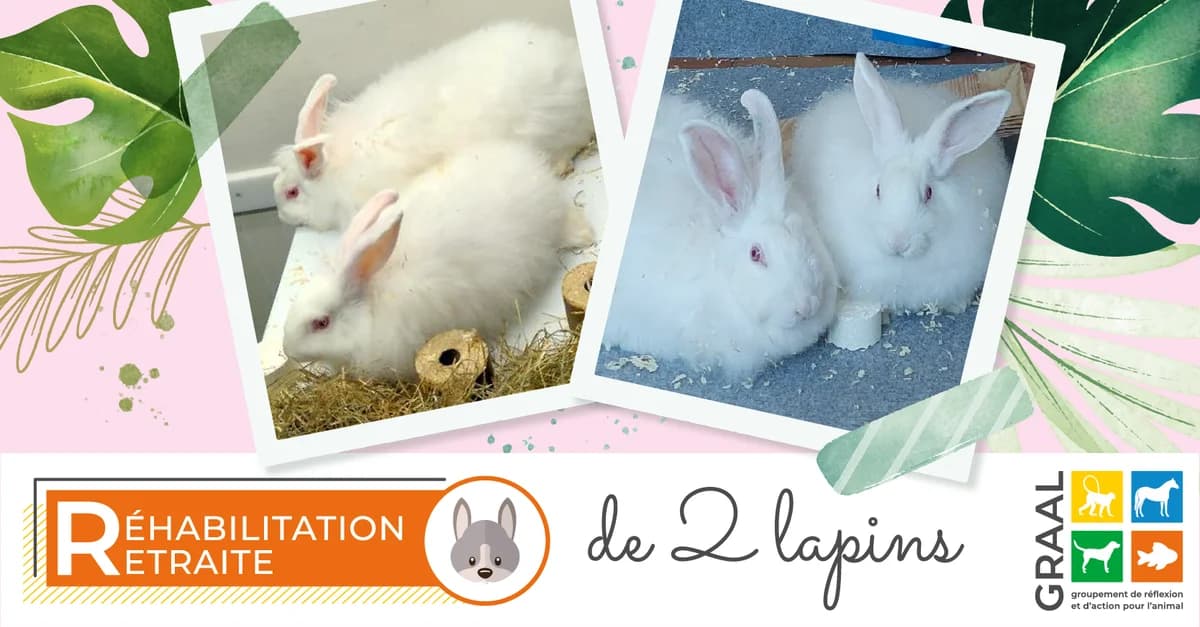 Sortie de 2 lapines, male puppy Mixed Breed for adoption at Association GRAAL (Groupement de Réflexion et d, Charenton-le-Pont