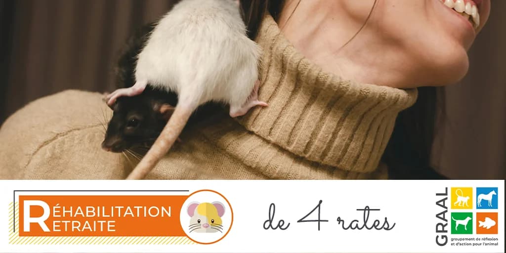 Sortie de 4 rates, male puppy Mixed Breed for adoption at Association GRAAL (Groupement de Réflexion et d, Charenton-le-Pont