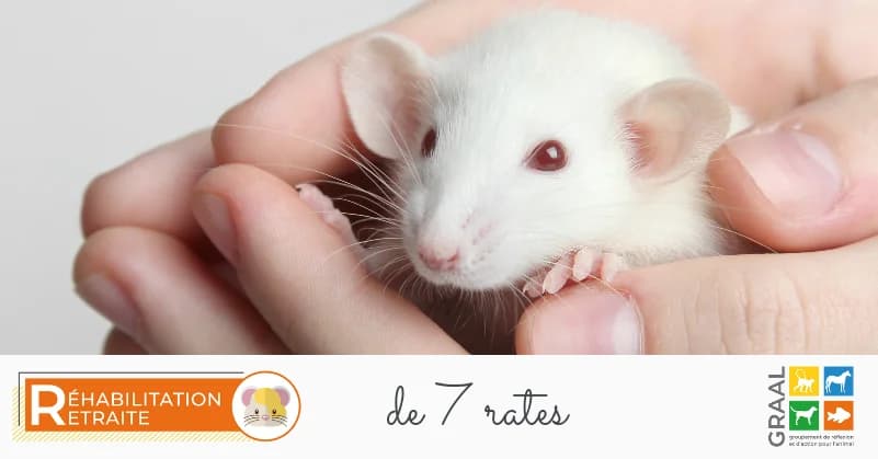 Sortie de 7 rates, male Mixed Breed for adoption at Association GRAAL (Groupement de Réflexion et d, Charenton-le-Pont