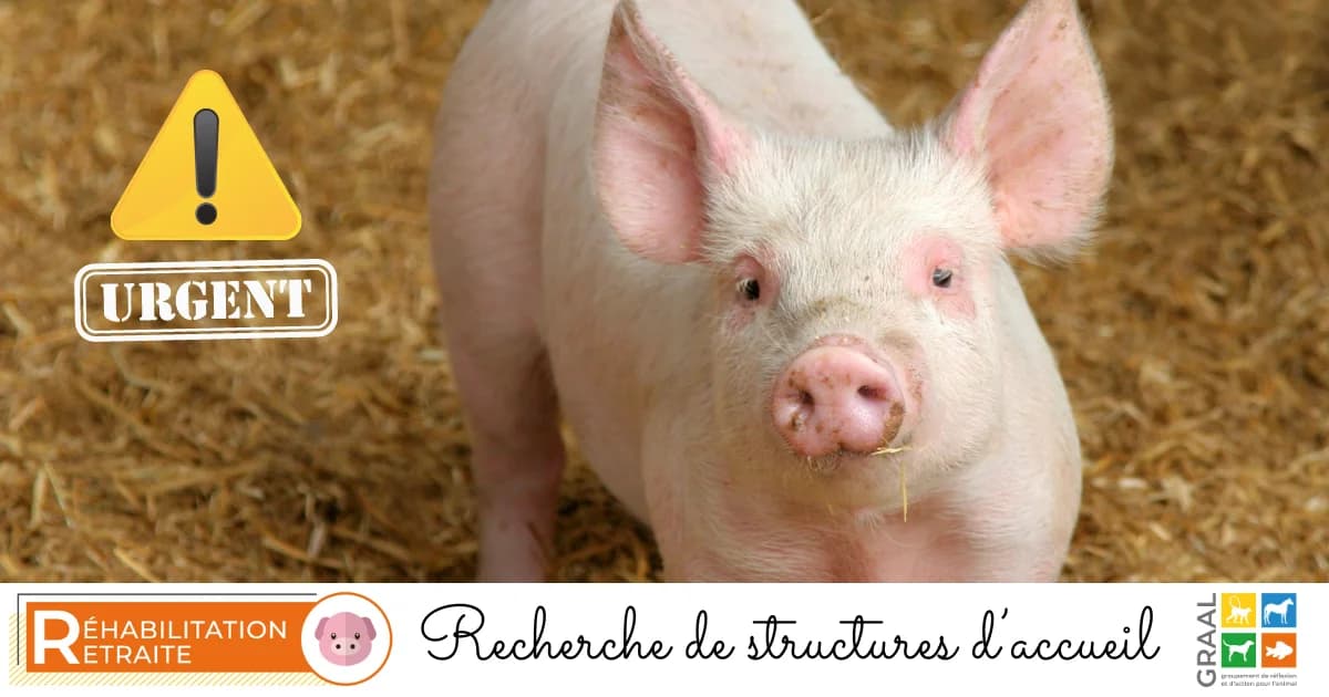 Urgent : recherche de placement pour 2 truies charcutières, male young Mixed Breed for adoption at Association GRAAL (Groupement de Réflexion et d, Charenton-le-Pont