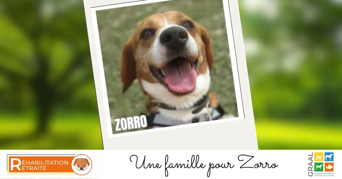 Zorro recherche une famille, male senior Mixed Breed for adoption at Association GRAAL (Groupement de Réflexion et d, Charenton-le-Pont