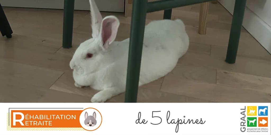 Sortie de 5 lapines, male 3yo Mixed Breed for adoption at Association GRAAL (Groupement de Réflexion et d, Charenton-le-Pont